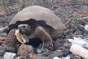 Un estudio alerta la presencia de basura en las heces de tortugas