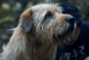 Se estrenará la historia de Arthur, el perro ecuatoriano en el 2024