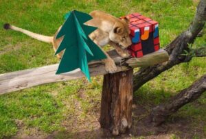 Los animales del zoológico de Quito recibieron regalos y sorpresas por Navidad. El tierno video se viralizó en redes.