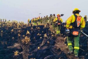 El incendio forestal registrado en la Reserva Ecológica El Ángel, en la provincia de Carchi, ha sido controlado