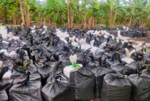 La extensa vegetación se convirtió en un camuflaje ideal para montar un verdadero centro de operaciones de una potente organización narcodelictiva