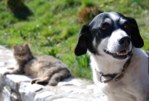 Inició el registro de veterinarios interesados en emitir el certificado de salud para la salida de mascotas