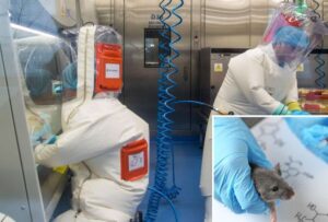 Cepa mutante del coronavirus y es 100% letal