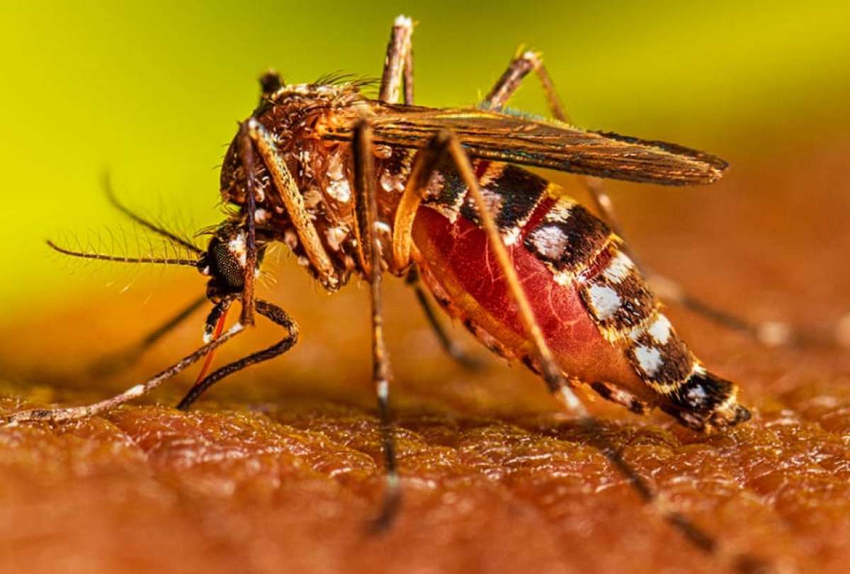 En Ecuador se confirmó el fallecimiento de cuatro personas por dengue