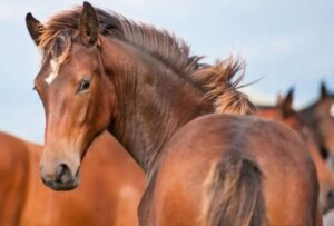 El Ministerio de Salud Pública de Uruguay confirmó un resultado positivo para encefalitis equina (EEO)