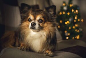Un hombre de 71 años de edad, residente de La Gomera, España, casi muere luego de dejarse lamer en la cara por su perro, de raza chihuahua