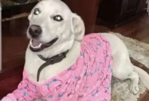 Una perrita estaba descansando en su casa cuando fue atacada por un hombre