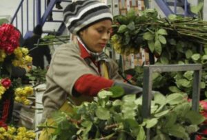 Los claveles ecuatorianos siguen llegando a Rusia