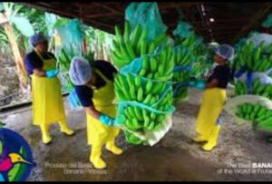 El Gobierno de Rusia decidió suspender las certificaciones de cinco exportadoras de banano ecuatoriano