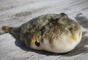 Magno Sérgio Gomes, de 46 años de edad, murió tras comer pez fuju venenoso