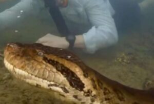Descubren una nueva especie de anaconda en el Amazonas