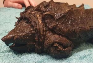 Una tortuga caimán, conocida por su aspecto aterrador, fue encontrada en el lago Urswick Tarn, cerca de Ulverston, Reino Unido