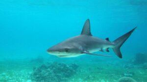 El ataque de un tiburón que sufrió una turista mexicana de 42 años en Galápagos