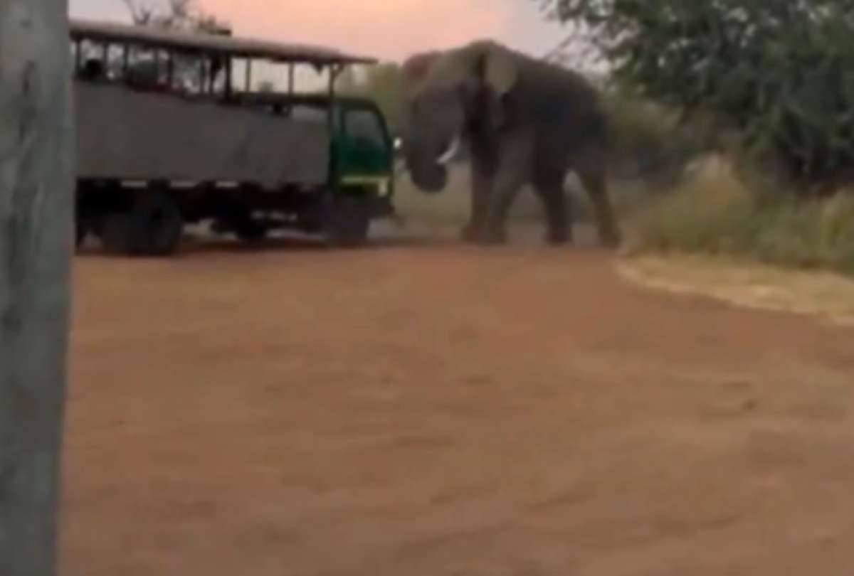 Un elefante se interpuso en su camino