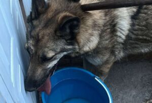 Un contingente de uniformados se movilizaron en México tras la alerta de que un lobo se había escapado del zoológico de Aragón
