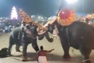 Dos elefantes que eran parte de una celebración religiosa en el templo hindú Tharakkal en Thrissur, India, se pelearon entre sí