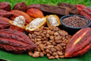 Científicos que estudian las diferentes culturas precolombinas intentan dar con el origen del cacao