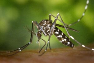 El Ministerio de Salud Pública (MSP) informó, este sábado 16 de marzo de 2024, que hay un aumento significativo de casos de dengue