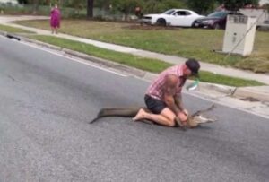 Un cocodrilo se tomó las calles de Florida, Estados Unidos