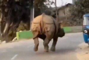 Un rinoceronte fue captado corriendo por la vía
