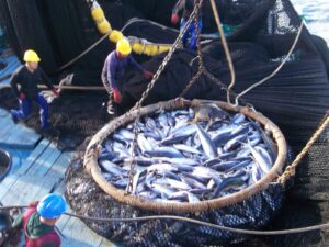 Cámara Nacional de Pesquería (CNP) y Fundación TUNACONS Celebran el Día Mundial del Atún bajo el compromiso de la sostenibilidad