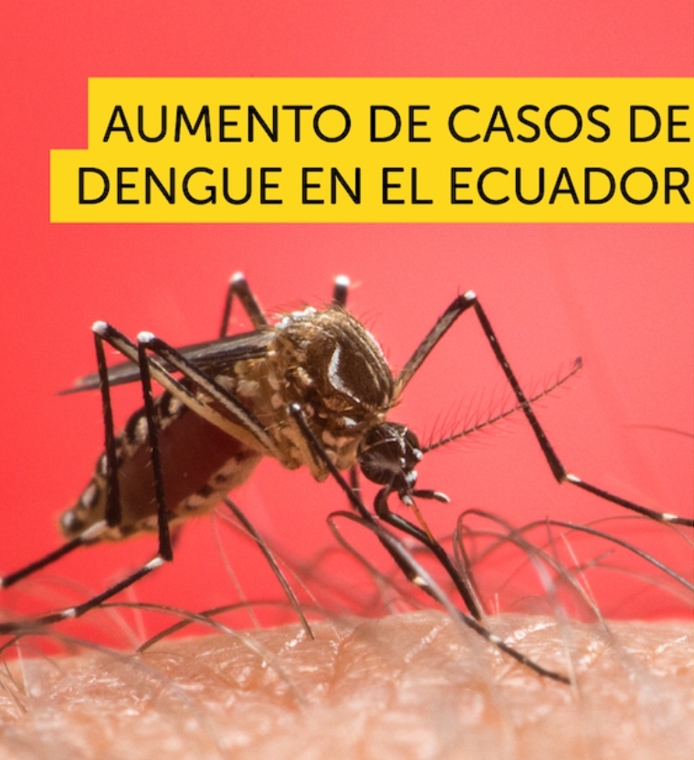 Casos de dengue son Manabí, Los Ríos y Santo Domingo de los Tsáchilas