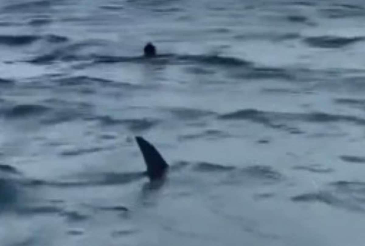 Tiburón nadó cerca de las playas de Miami