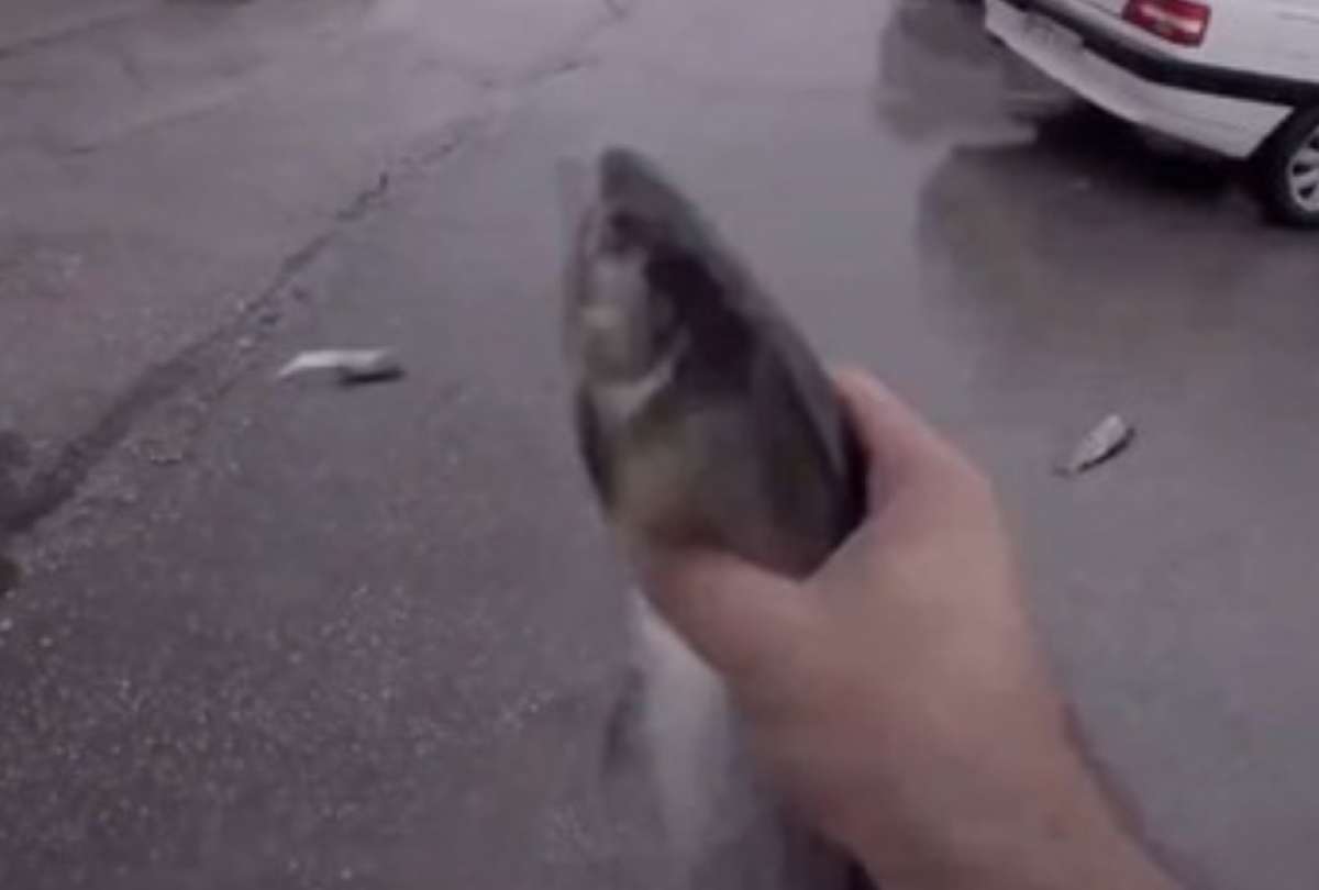 Una lluvia de peces sorprendió a los habitantes de la localidad de Yasuj, Irán.