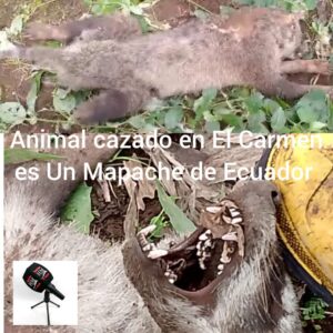 En la zona de El Carmen cazaron y mataron a un animal