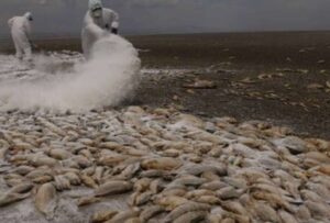 Miles de peces fueron hallados muertos.