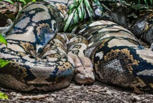 El cuerpo de una mujer desaparecida de 36 años fue hallado al interior de una serpiente pitón