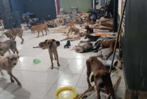 Decenas de perros fueron llevados a un refugio, esto ante el paso del Huracán Beryl por Quintana Roo, México
