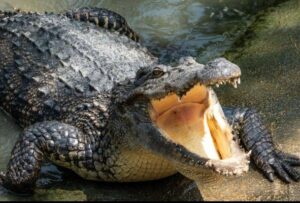 Un cocodrilo fue llevado hasta la zona urbana por la fuerte corriente del río Shiva, en India