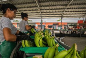 Los productores de banano y plátano cuentan con una nueva línea de microcrédito para prevenir las plagas en sus plantaciones