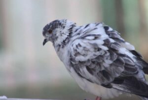 Alerta turistas, si va de visita a Hong Kong lo más recomendable es que no alimente a las palomas en las calles y plazas