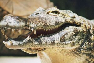 La Policía Nacional descubrió piscinas, jacuzzis y un hallazgo ‘poco común’, dos caimanes y una serie de especies silvestres en peligro de extinción