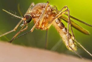 La presencia del virus del Oropouche se multiplica rápidamente, Brasil, Perú, Bolivia y Colombia