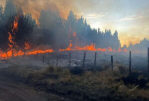 2024 es el año con más hectáreas quemadas a causa de los incendios forestales