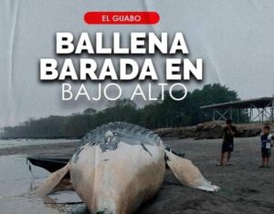 UNA BALLENA APARECIÓ VARADA EN BAJO ALTO