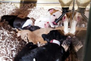 En España ,queda prohibida la venta de perros, gatos y hurones