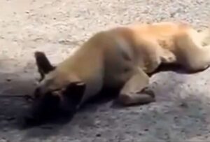 México: prisión para mujer que arrastró a un perro