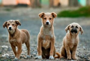 El abandono de animales sigue siendo una crisis en Brasil
