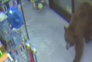 Japón: Oso atacó al empleado de un supermercado por comida