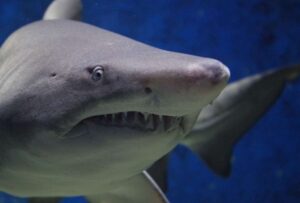 ¡Terrorífico! Un tiburón mordió la cabeza de un buzo