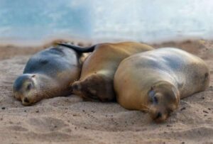 Cierran Playa Mann en Galápagos para proteger a los lobos marinos