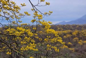 Disfruta el florecimiento de los guayacanes 2025