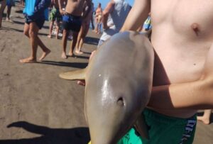 Polémica por la muerte de un delfín bebé; acusaron a un turista de sacarlo del mar para tomarse fotografías