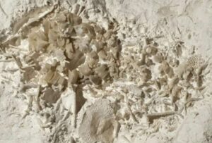 Paleontólogo danés halla “vomito fosilizado” de hace 66 millones de años