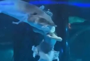 Un pez gigante atacó a una ‘sirena’