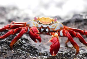 La veda del cangrejo azul y rojo se extenderá hasta marzo